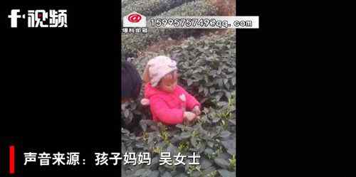 3岁萌娃帮妈妈采茶叶动作娴熟 每天能采一两斤 究竟是怎么一回事?