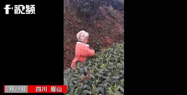 3岁萌娃帮妈妈采茶叶动作娴熟 事情的详情始末是怎么样了！