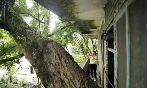重庆400年老树穿楼生 背后真相如何