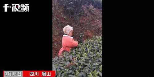 3岁萌娃帮妈妈采茶叶动作娴熟 每天能采一两斤 登上网络热搜了！