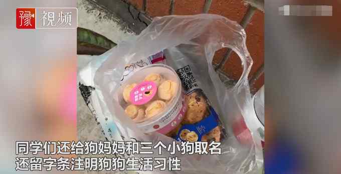 有爱！流浪狗高校产崽学生排队送温暖 网友：这个月子坐得舒服