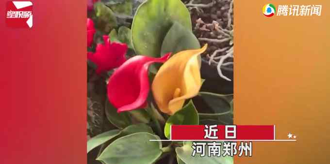 男子精心养花 突然发现花是塑料的叶子才是真的：都浇水半年了！