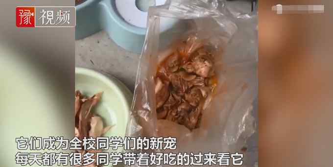 有爱！流浪狗高校产崽学生排队送温暖 网友：这个月子坐得舒服