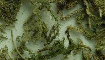 伸筋草图片 伸筋草的功效与作用伸筋草的副作用