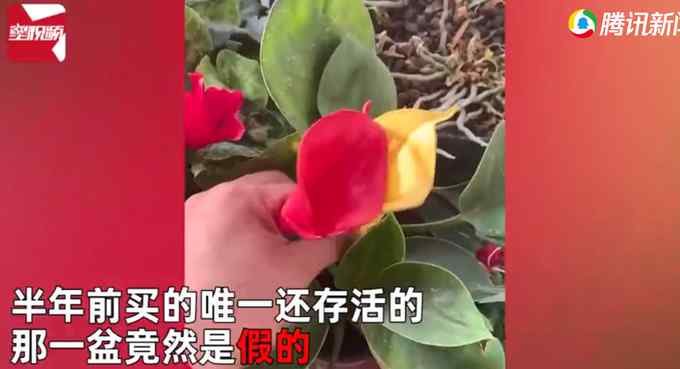 男子精心养花 突然发现花是塑料的叶子才是真的：都浇水半年了！