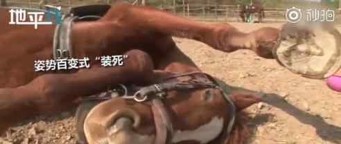 小马拒绝被骑倒地装死 什么情况?装得像吗?