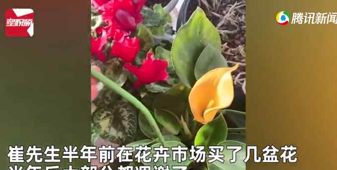 男子精心养花 突然发现花是塑料的叶子才是真的：都浇水半年了！