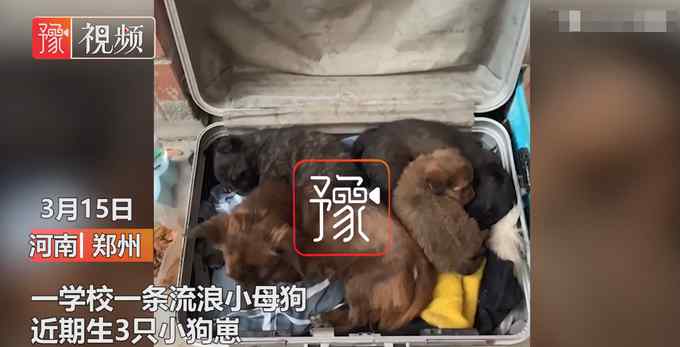 有爱！流浪狗高校产崽学生排队送温暖 网友：这个月子坐得舒服