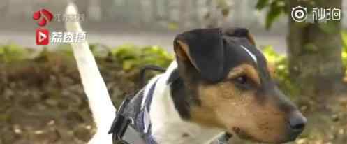 超小号警犬上线 超小号警犬什么样什么品种
