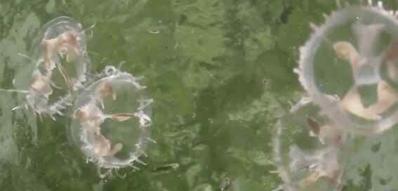 桃花水母现身云南 被称之为是“水中大熊猫”