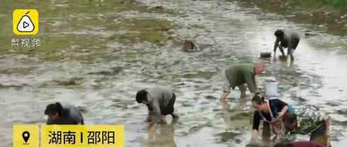 大学生否认村民捡虾是捡漏 事情经过是怎样的