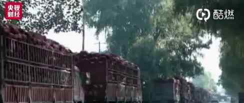 甘肃苹果丰收却滞销 甘肃苹果为什么滞销