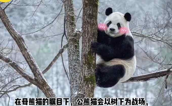 秦岭大熊猫在树上选婚房 画面是这样的……网友看笑了