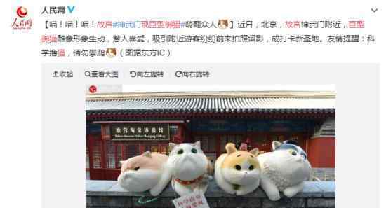 故宫现巨型御猫 什么是御猫?巨型御猫长啥样?