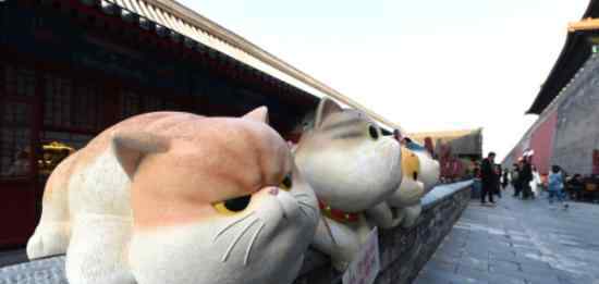 故宫现巨型御猫  神武门附近巨型御猫长什么样子（图）