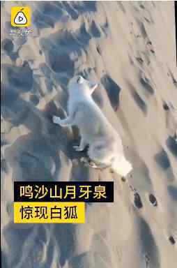 月牙泉景区来了一只小白狐 好可爱景区提醒请远离