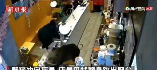 野猪窜进奶茶店吓坏女店员 猪是哪里跑出来的