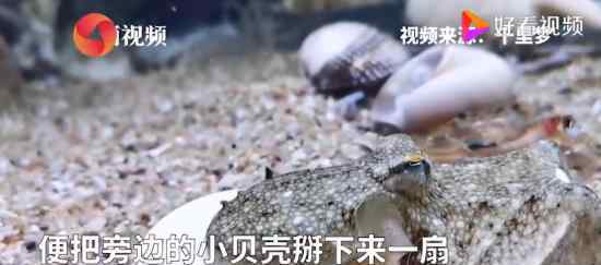章鱼拆贝壳当房门求安全感 具体什么情况