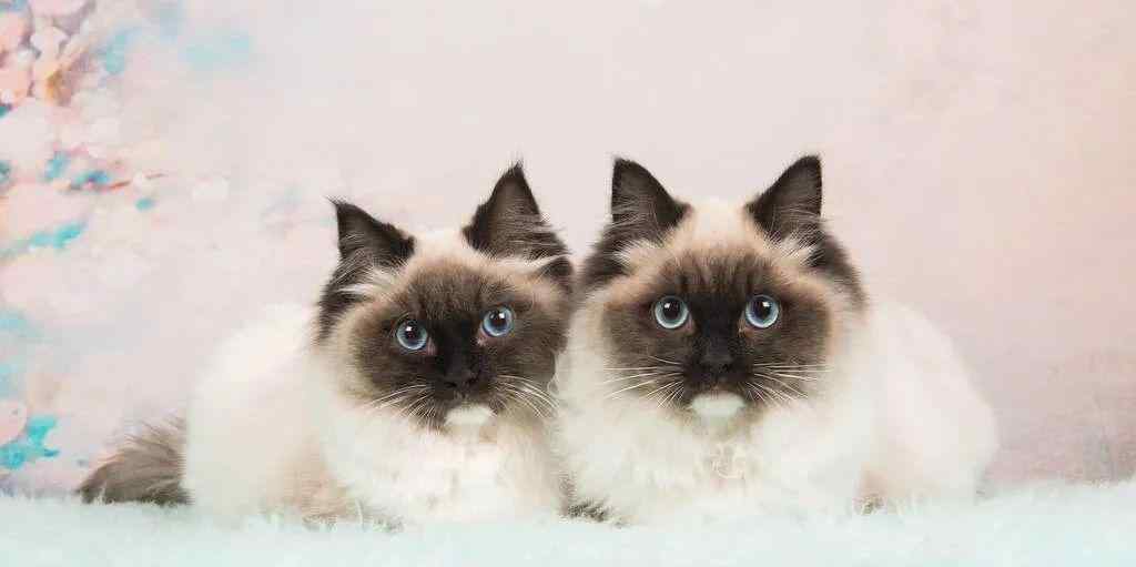 公猫母猫 养公猫好，还是母猫好？终极答案在这里