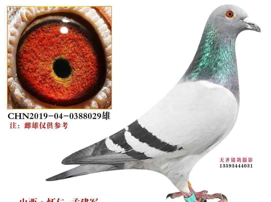 北国之春赛鸽公棚 赠送鸽友一羽鸽子，即作出公棚400公里冠军500公里亚军！