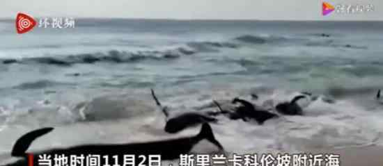 上百头鲸鱼在斯里兰卡搁浅 场面太壮观