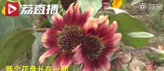 南京出现黑天鹅并蒂葵花 具体什么样子的