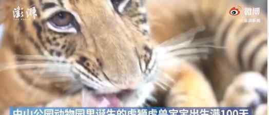 世界唯一虎狮虎兽宝宝满百天 一定要健康长大哦