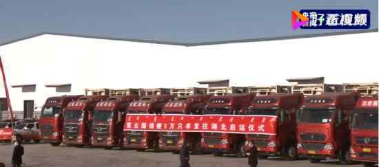 12000只羊加工后正运往武汉 羊肉正式启程