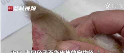 宠物店回应为抬价剪兔耳 具体什么原因
