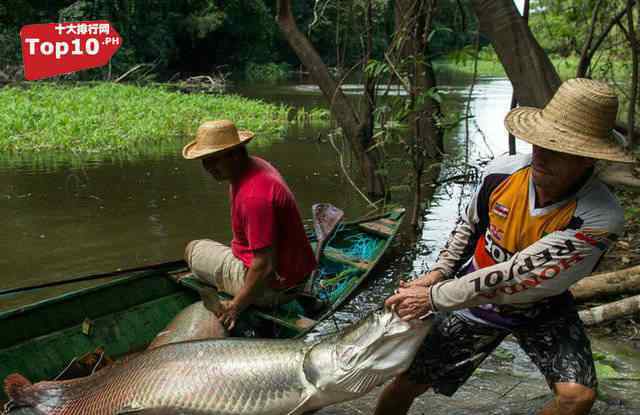 巨骨舌鱼 亚马逊河流中十个恐怖的存在，看完你最害怕哪个生物？