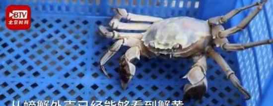 白色大闸蟹隔着壳能看到蟹黄 这种还能吃吗