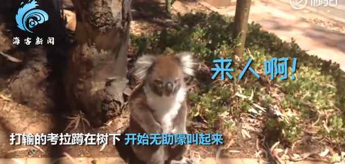 太魔性！考拉打架打输 蹲树下“狂嚎”到声音沙哑 网友：委屈了