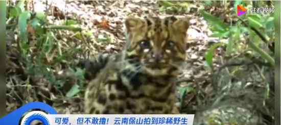 云南保山拍到珍稀野生动物云猫 这些小家伙也太可爱了