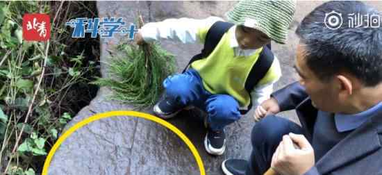 四川5岁小男孩发现恐龙足迹 具体怎么回事