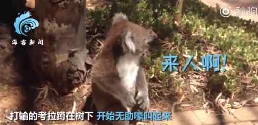 考拉打架打输哭到声嘶力竭 原来考拉也会哭