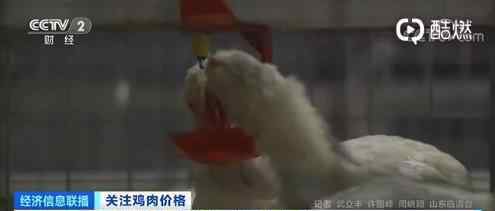 全国鸡肉价格3年首降 供给增加的原因是什么
