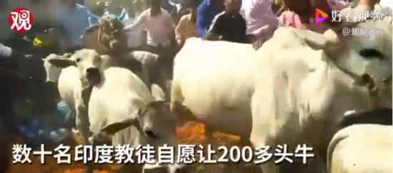 印度教徒趴地上让200多头牛踩 具体是什么情况