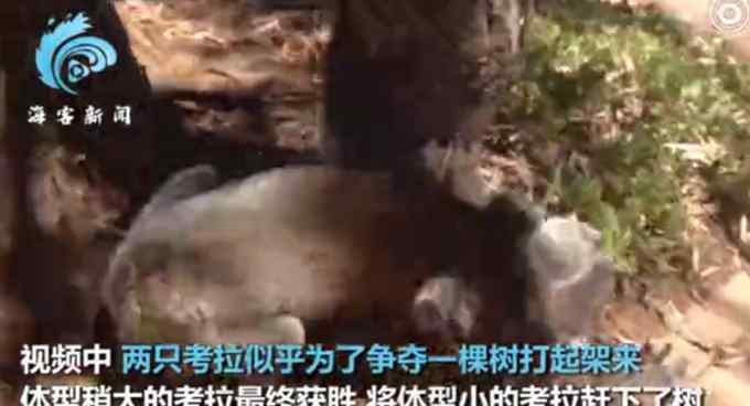 考拉打架打输嚎哭到声音沙哑 网友：可怜无助 也很可爱！