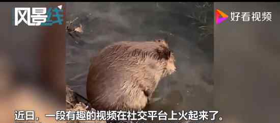 呆萌河狸在河边认真搓澡 过分怎么能这么可爱