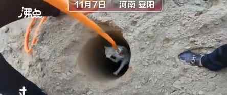 众人停工3小时救出被困基桩小猫 尊重每一条生命