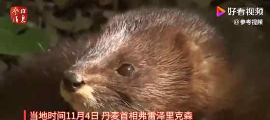 丹麦宣布捕杀1700万只水貂 什么原因赔偿近8亿美元