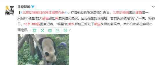 北京动物园回应网红熊猫秃头 秃头的原因具体是什么