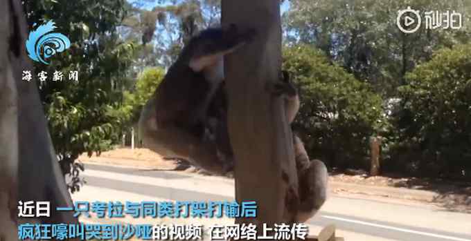考拉打架打输哭到声音沙哑 画面太魔性 网友调侃：认死理的憨憨！
