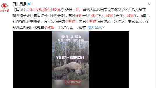 四川发现褪色小熊猫 网友评论：真的是活久见