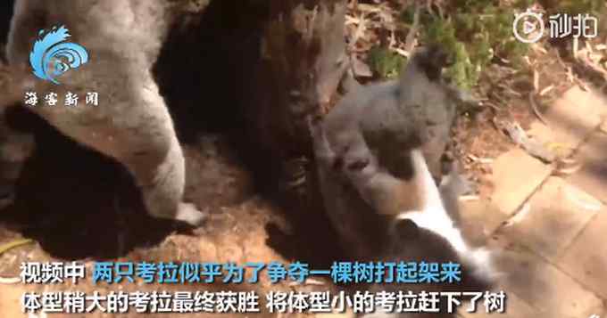考拉打架打输哭到声音沙哑 画面太魔性 网友调侃：认死理的憨憨！