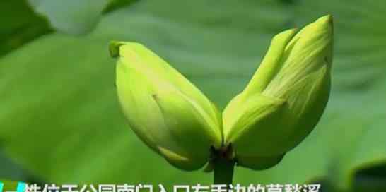 南京莫愁湖现两株并蒂莲 到底是怎么样感觉怎么样