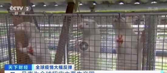 丹麦将扑杀至少250万只水貂 具体怎么回事