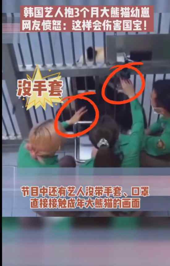 韩国艺人违规接触熊猫宝宝 具体怎么一回事