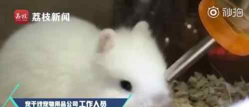 宠物店回应为抬价剪兔耳 具体什么原因