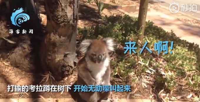考拉打架打输哭到声音沙哑 画面太魔性 网友调侃：认死理的憨憨！